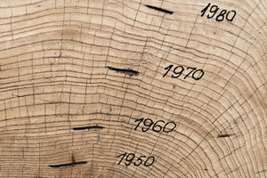Calculate a Tree's Age - DIY