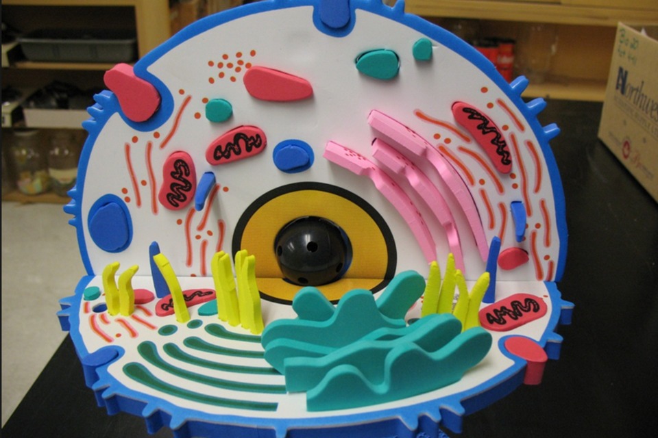 make a 3d model cell diy build a cell