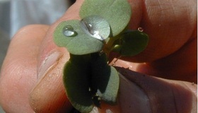 Identify a Poisonous Plant - DIY